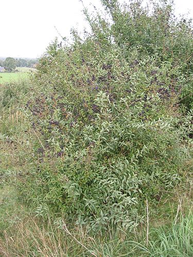 ligustrum vulgare